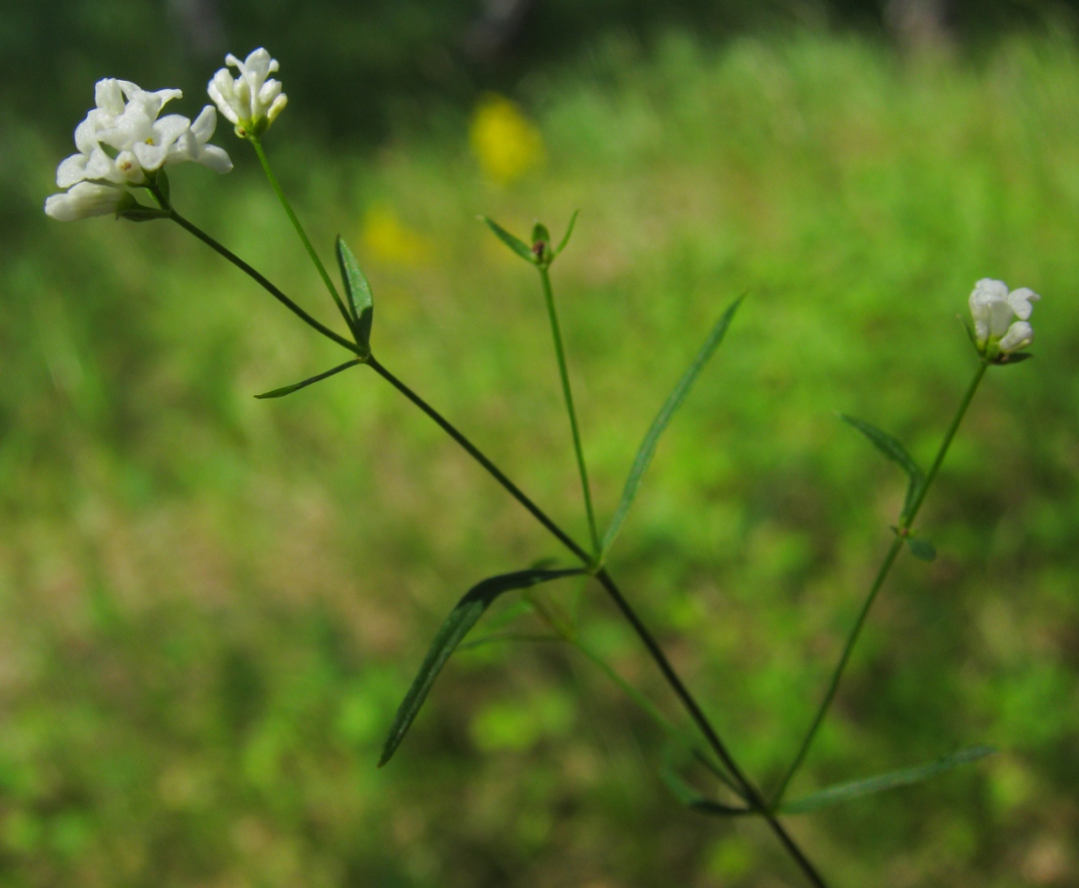 Изображение особи Galium triandrum.