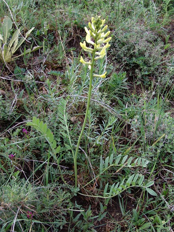 Изображение особи Astragalus refractus.