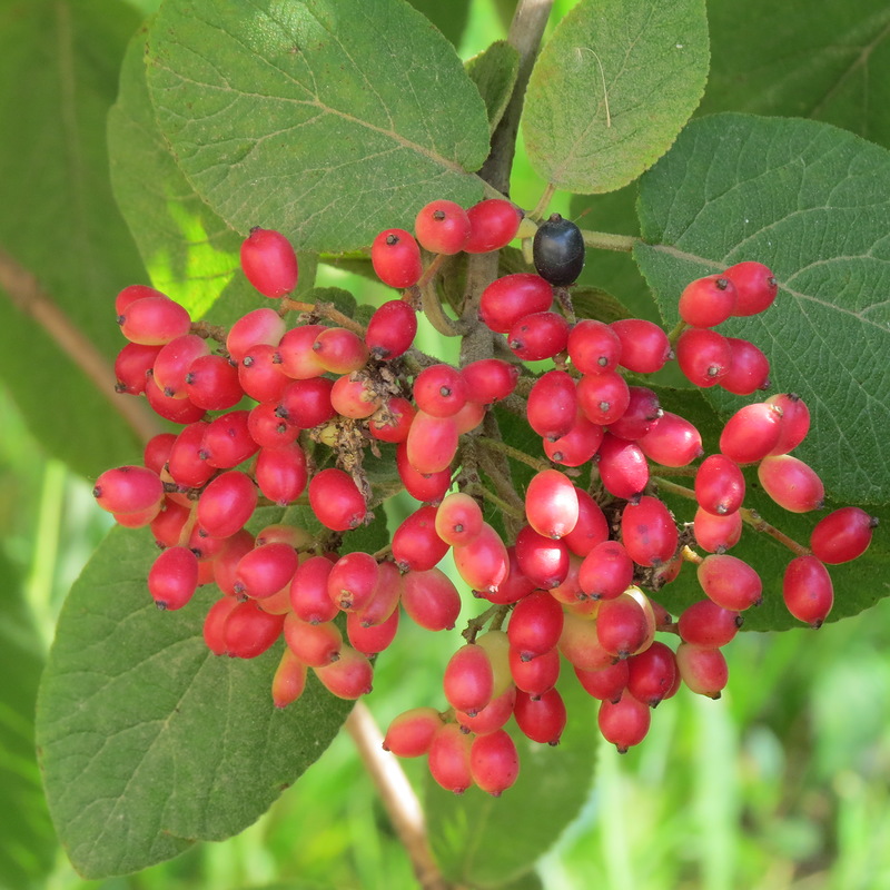 Image of Viburnum lantana specimen.