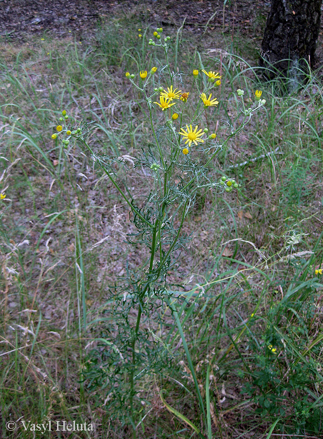 Изображение особи Senecio borysthenicus.