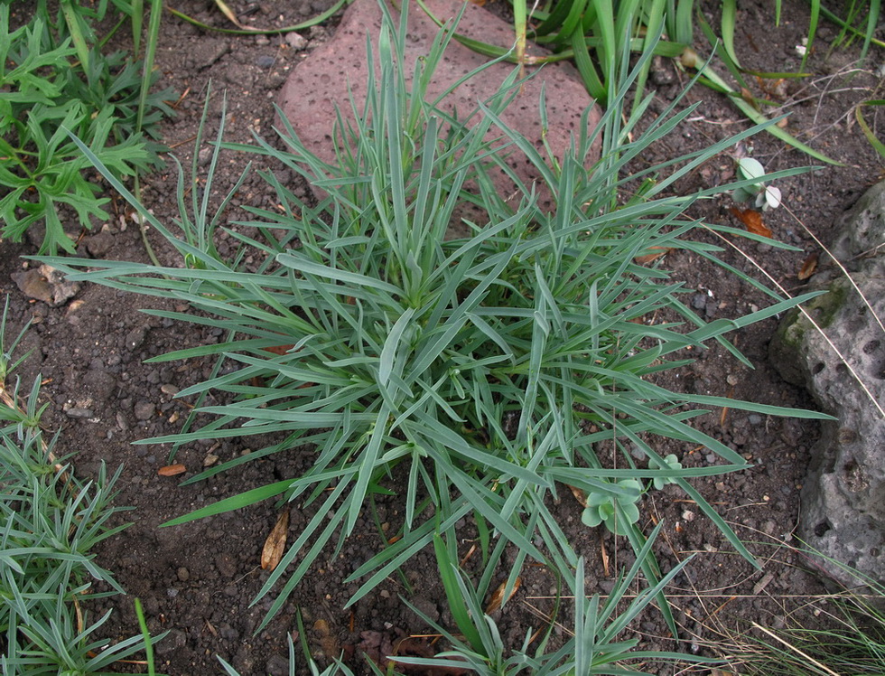 Image of Dianthus plumarius specimen.