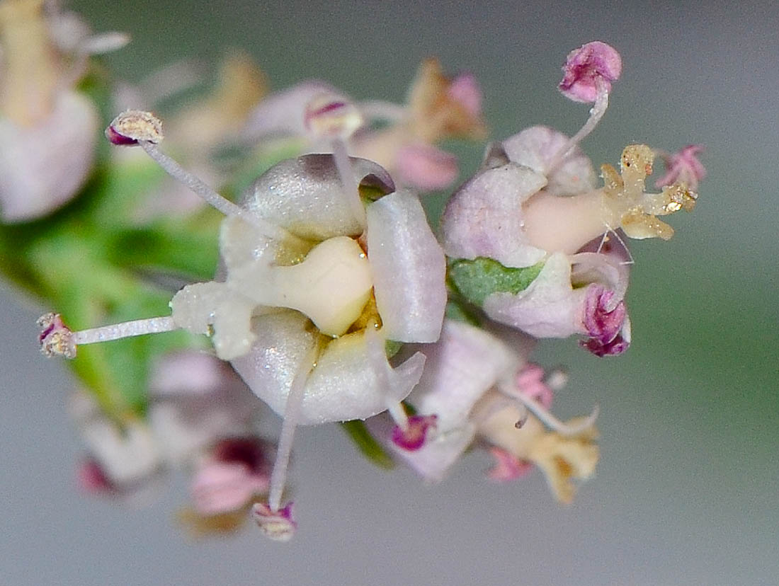 Изображение особи Tamarix tetragyna.