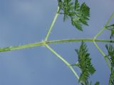 Chaerophyllum bulbosum. Часть листа с характерным опушением. Санкт-Петербург, ботанический сад СПбГУ. 16.06.2009.