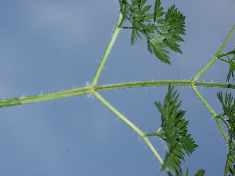 Image of Chaerophyllum bulbosum specimen.