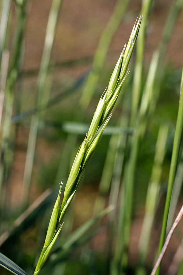 Изображение особи семейство Poaceae.