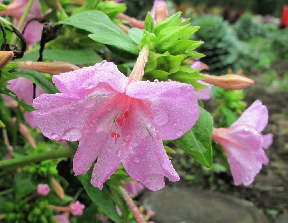 Изображение особи Mirabilis jalapa.