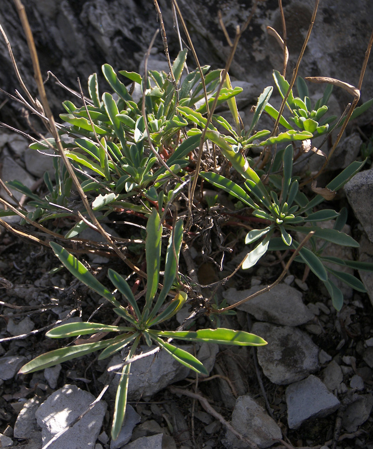 Image of Linum tauricum specimen.