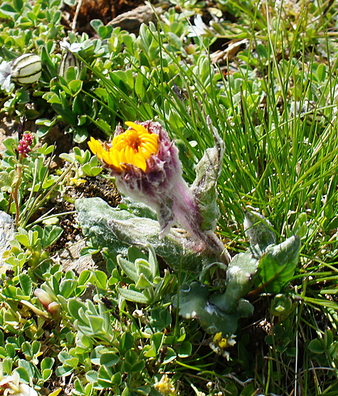 Image of Tephroseris pricei specimen.