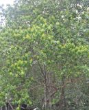Excoecaria agallocha. Крона цветущего дерева. Таиланд, национальный парк Си Пханг-нга. 20.06.2013.