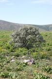 Crataegus pontica