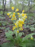 Primula macrocalyx