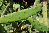 Opuntia cochenillifera