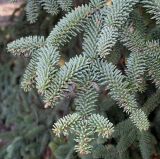 Abies pinsapo