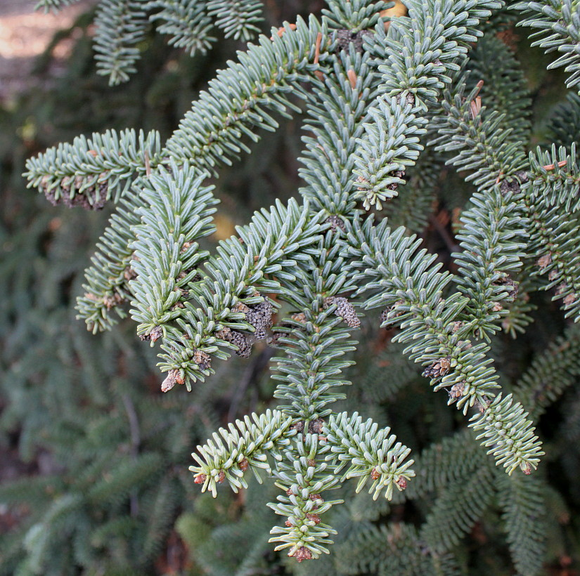 Image of Abies pinsapo specimen.