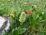 Lagotis integrifolia