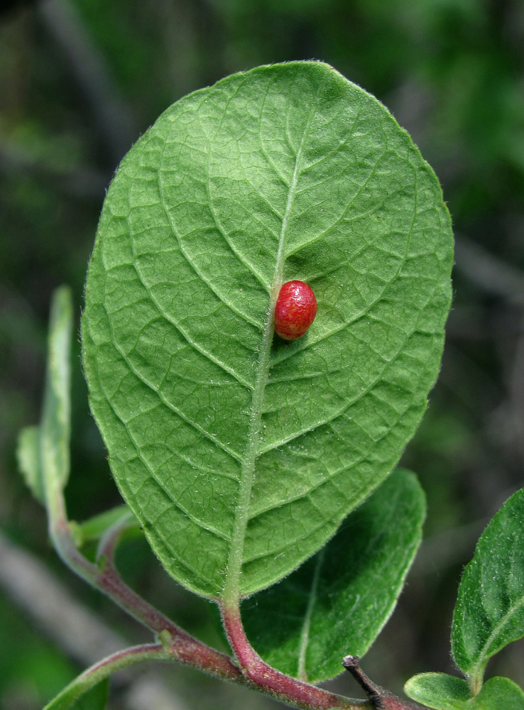 Image of Salix myrsinifolia specimen.