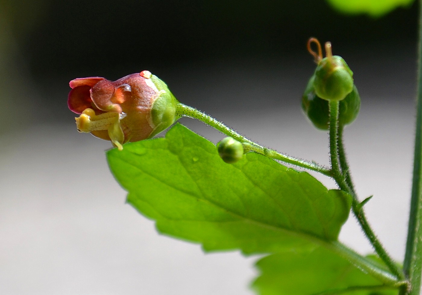 Изображение особи Scrophularia scopolii.