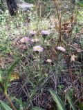 Erigeron pseudoseravschanicus