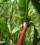 Epilobium tetragonum. Стебель в средней части. Краснодарский край, Кущёвский р-н, станица Шкуринская, пойма балки Боброва. 06.07.2009.