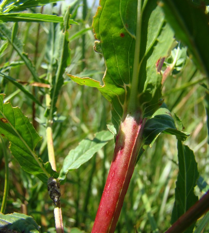 Image of Epilobium tetragonum specimen.