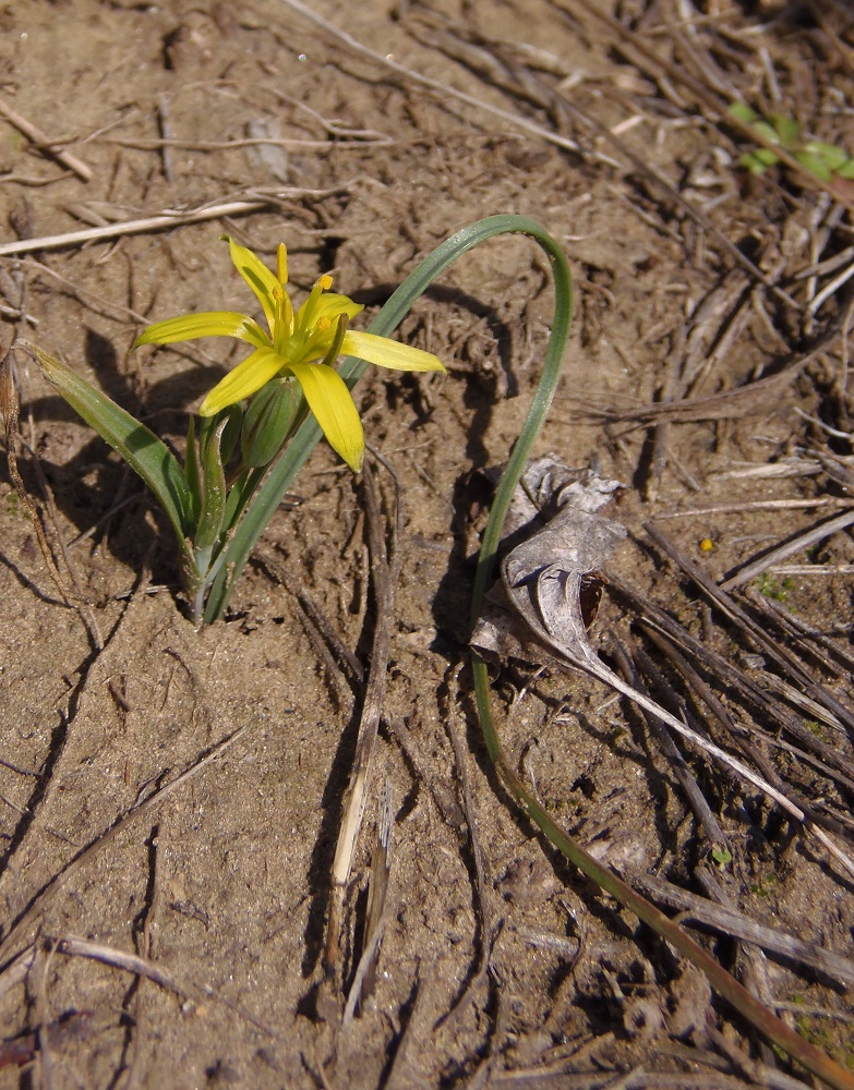 Image of genus Gagea specimen.