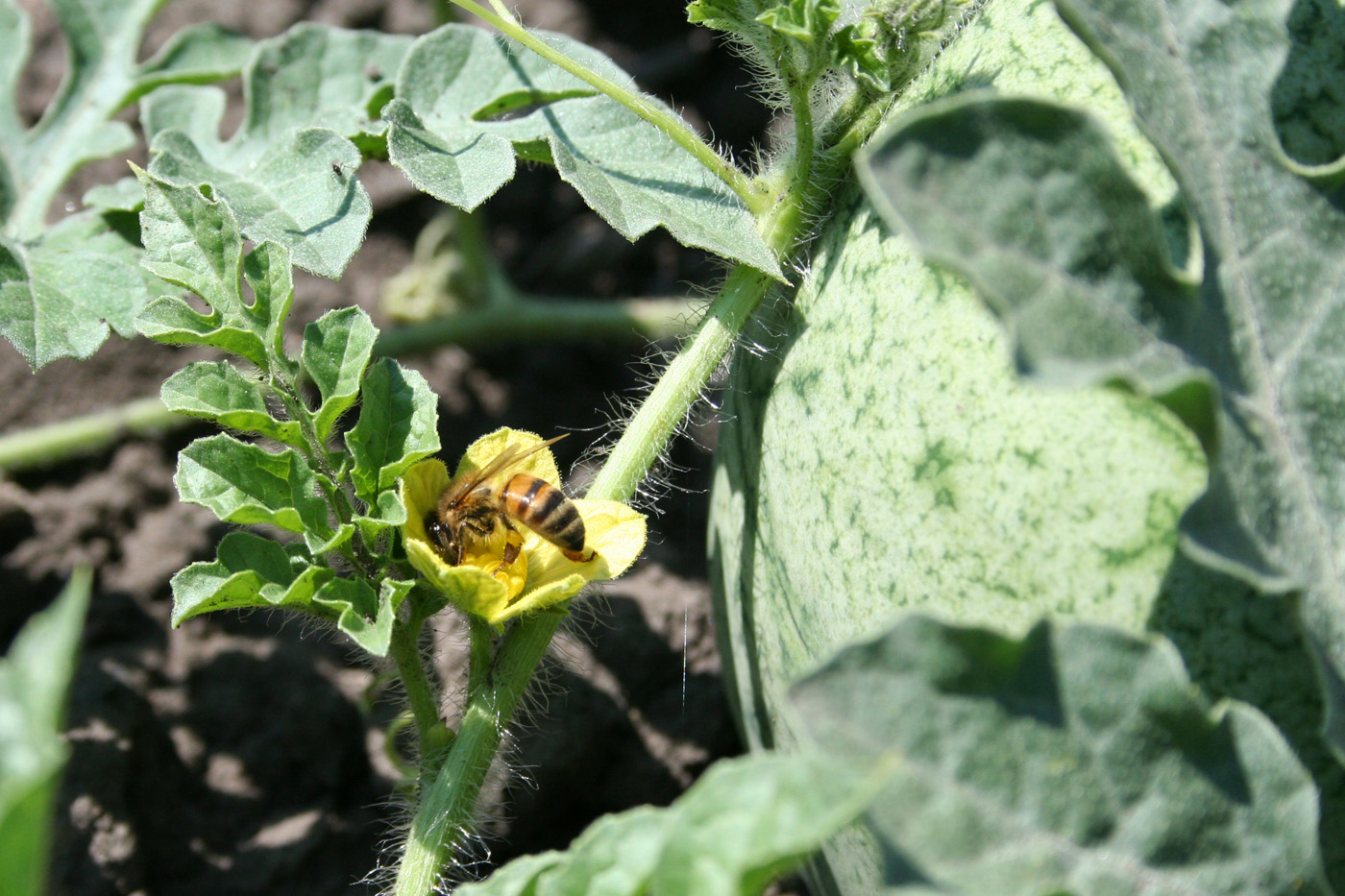 Изображение особи Citrullus lanatus ssp. vulgaris.