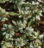 Iberis sempervirens. Развивающиеся побеги ('Schneeflocke'). Германия, г. Дюссельдорф, Ботанический сад университета. 02.03.2014.