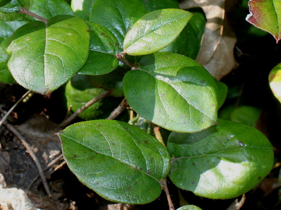 Изображение особи Gaultheria shallon.