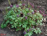 Corydalis solida