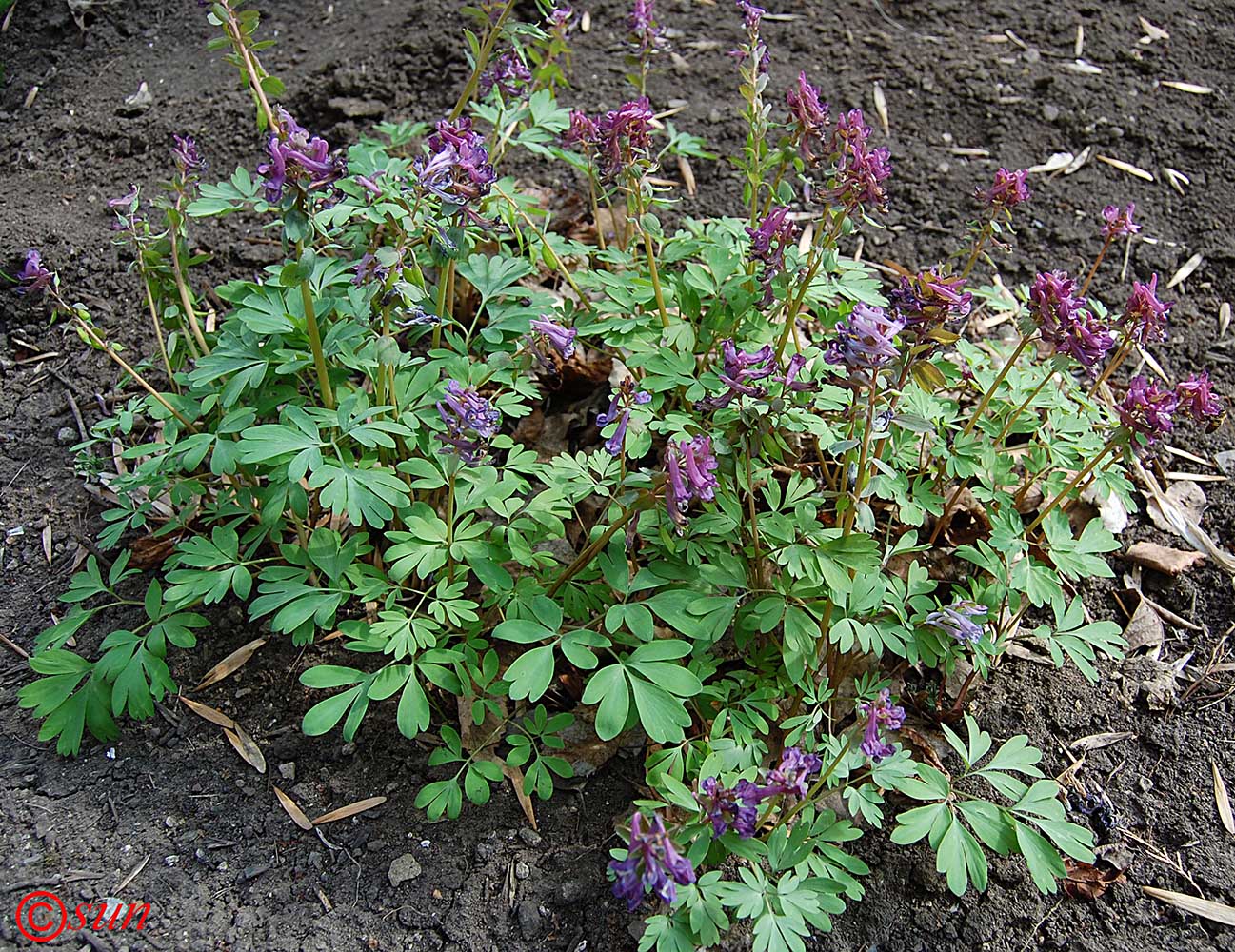 Image of Corydalis solida specimen.