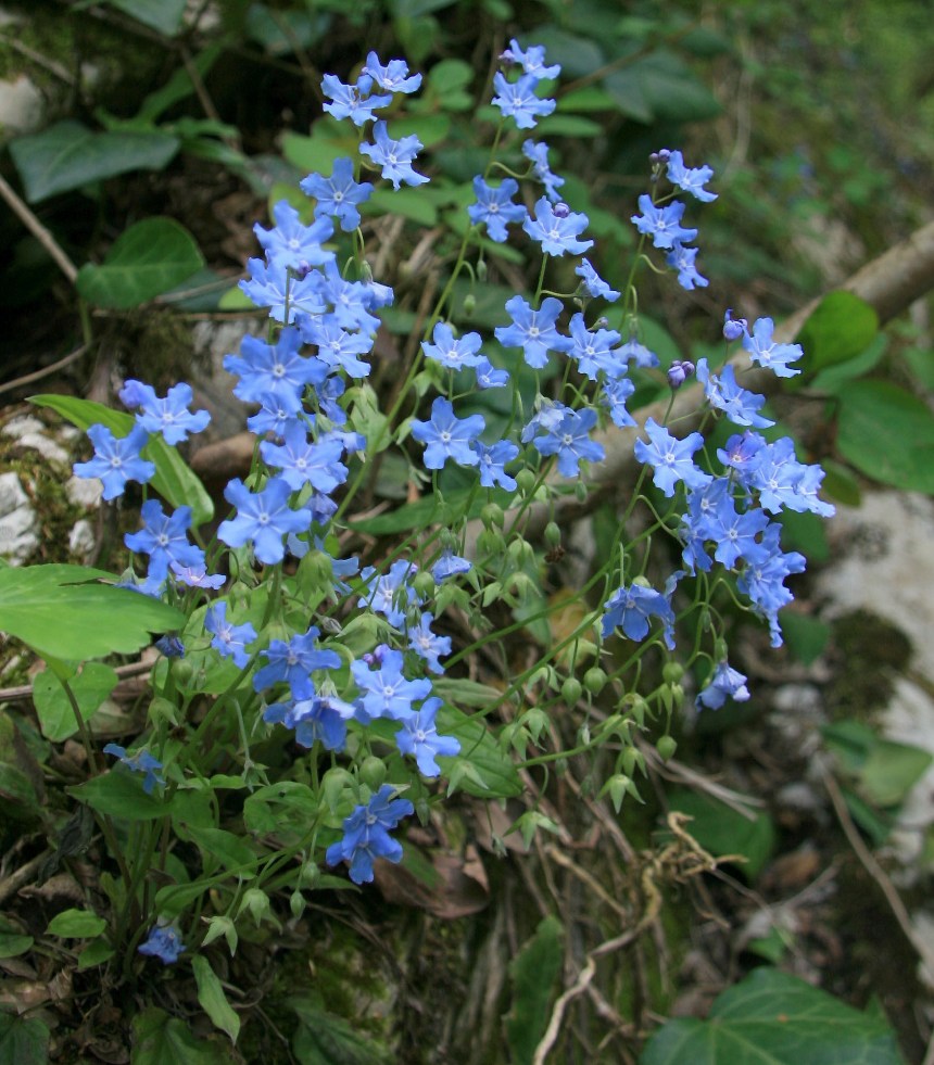 Image of Omphalodes cappadocica specimen.