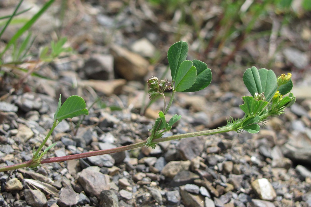 Image of Medicago denticulata specimen.