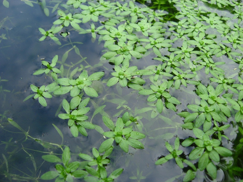 Изображение особи Callitriche palustris.