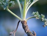 Artemisia absinthium