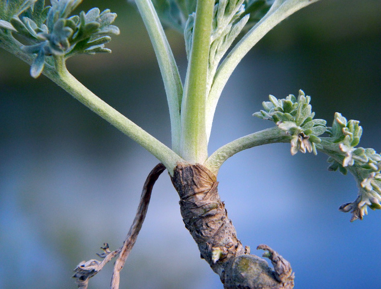 Изображение особи Artemisia absinthium.