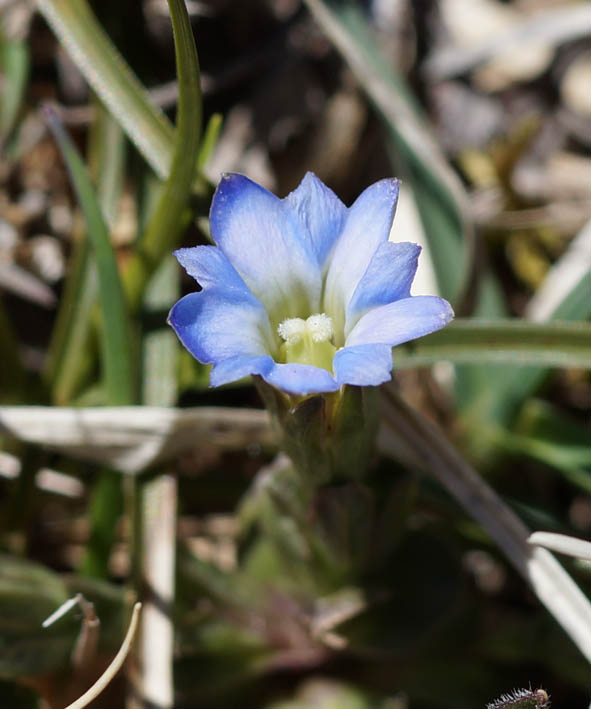 Изображение особи Gentiana aquatica.