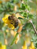 Image of taxon representative. Author is Тамара Риб