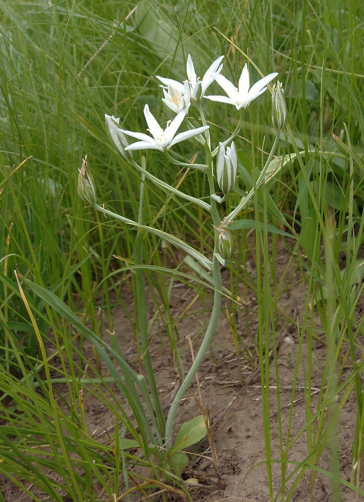 Image of Ornithogalum kochii specimen.