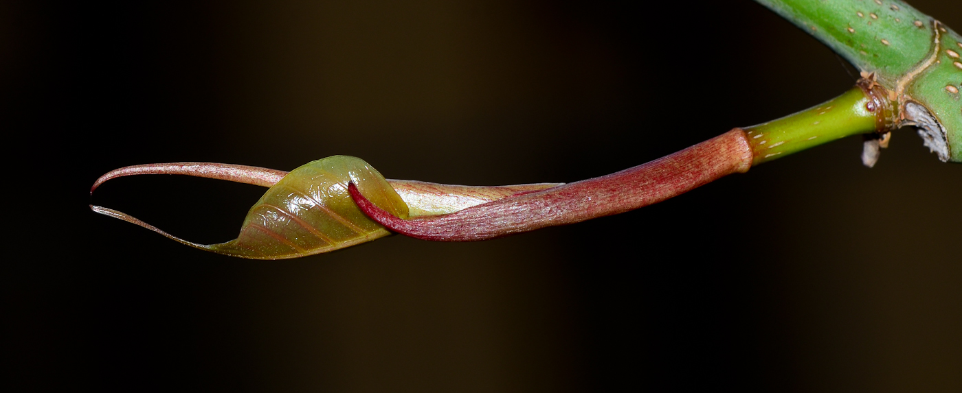 Изображение особи Ficus religiosa.