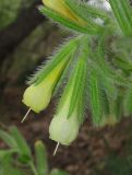 Onosma visianii