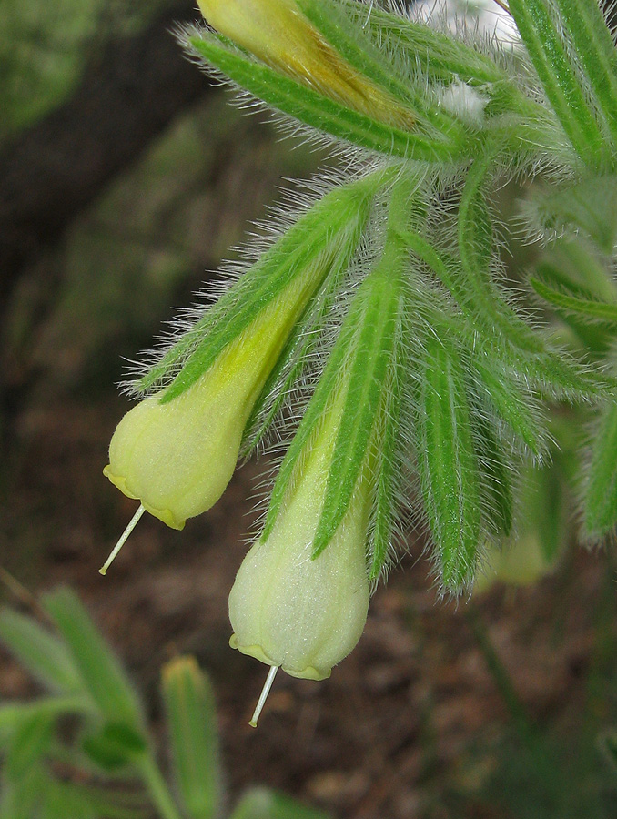 Изображение особи Onosma visianii.