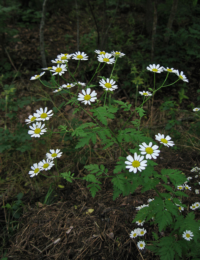 Изображение особи Pyrethrum parthenifolium.