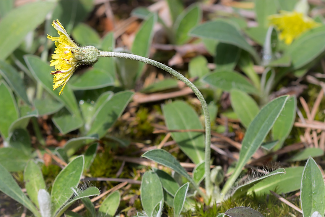 Изображение особи Pilosella officinarum.