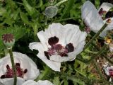Papaver orientale. Цветки, невызревшие плоды и бутон ('Royal Wedding'). Германия, г. Дюссельдорф, Ботанический сад университета. 02.06.2014.
