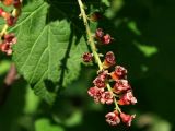 Ribes biebersteinii. Соцветие. Карачаево-Черкесия, Архыз, долина р. Псыш, поляна в пихтовом лесу, 1900 м н.у.м. 13.06.2014.