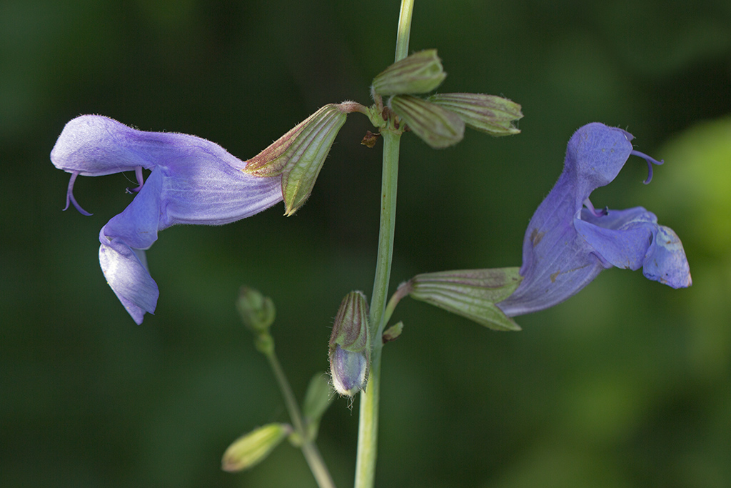 Image of Salvia ringens specimen.