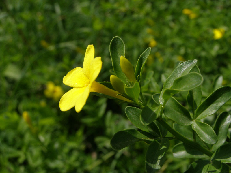 Image of Jasminum fruticans specimen.