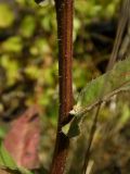 Picris hieracioides