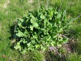 Rumex aquaticus