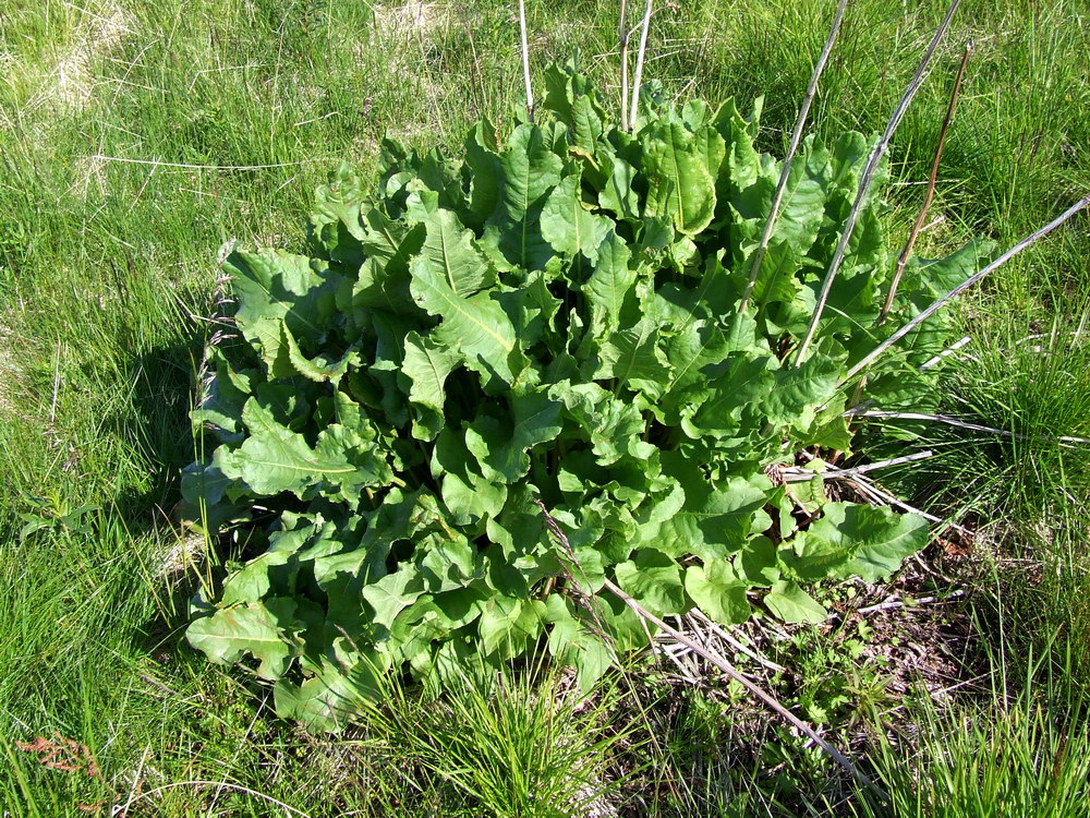 Image of Rumex aquaticus specimen.